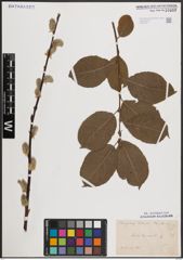 Foto von Salix caprea L.